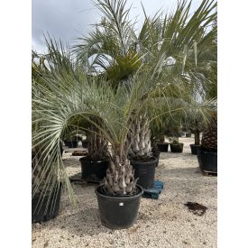 Butia capitata ( 70 cm törzs) Butia capitata ( 70 cm törzs)