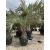Butia capitata ( 70 cm törzs)