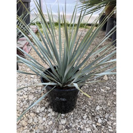 Yucca Rostrata (50-60 cm magas)