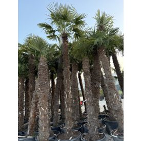 Kínai kenderpálma (400-440 cm magas) Kínai kenderpálma (400-440 cm magas)