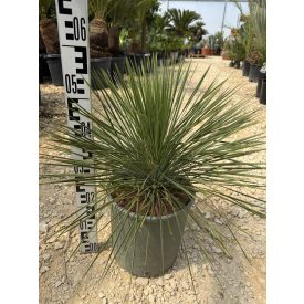 Dasylirion Lomgissimum (50-60 cm)