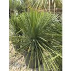 Dasylirion Lomgissimum (50-60 cm)