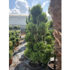 Leylandi pom-pom 2 (220 cm)