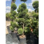 Leylandi pom-pom 2 (220 cm)