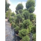 Leylandi pom-pom 2 (220 cm)