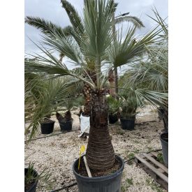 Brahea Armata (120 cm törzs)