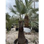 Brahea Armata (120 cm törzs)