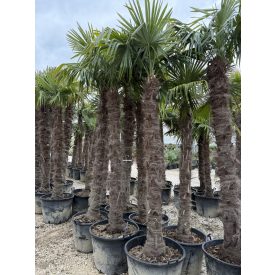 Kínai kenderpálma (300-340 cm magas) Kínai kenderpálma (300-340 cm magas)