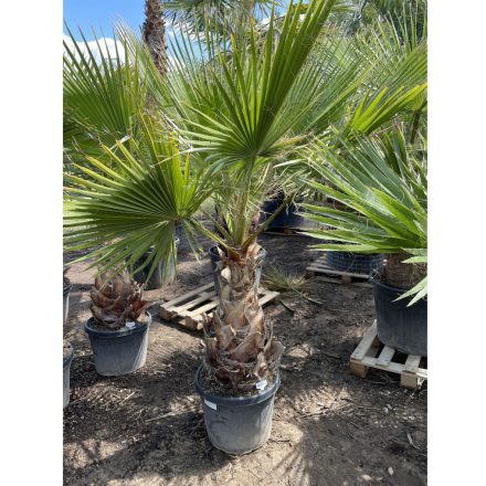 Washingtonia Robusta (70 cm es törzsmagasság)