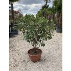 Korallberkenye (150 cm)