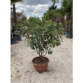 Korallberkenye (150 cm)