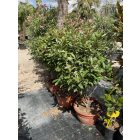 Korallberkenye (150 cm)