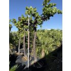 Vitis Vinifera (Csemege szőlő)