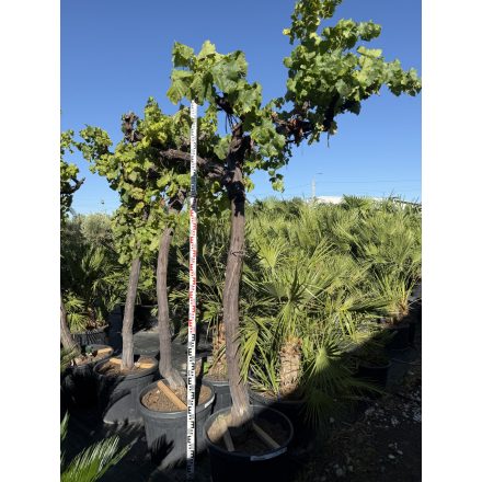 Vitis Vinifera (Csemege szőlő)