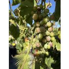 Vitis Vinifera (Csemege szőlő)