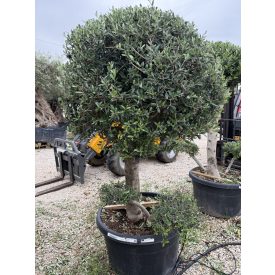 Olajfa pom-pom 7 Olajfa pom-pom 7