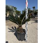 Cycas revoluta (70-90 cm magas)