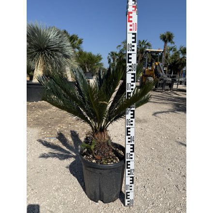 Cycas revoluta (70-90 cm magas)