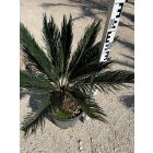 Cycas revoluta (70-90 cm magas)