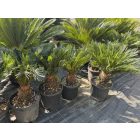 Cycas revoluta (70-90 cm magas)