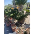 Hattyú forma törzses / Lonicera Nitida (150 cm)