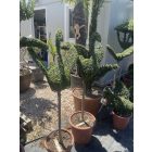 Hattyú forma törzses / Lonicera Nitida (150 cm)