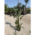 Strelitzia Augusta / Óriás Papagájvirág (220 cm magas)