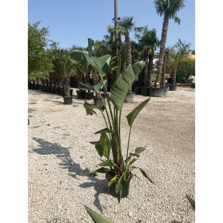 Strelitzia Augusta / Óriás Papagájvirág (220 cm magas)