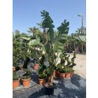 Strelitzia Augusta / Óriás Papagájvirág (220 cm magas)