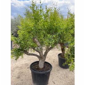 Gránátalma (200-220 cm magas) Gránátalma (200-220 cm magas)