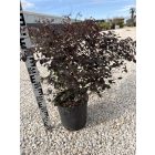 Kínai rojtosvirág (70 cm)