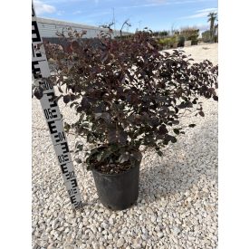 Kínai rojtosvirág (70 cm)