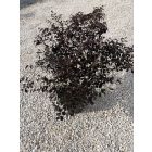 Kínai rojtosvirág (70 cm)