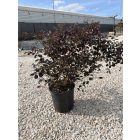 Kínai rojtosvirág (70 cm)