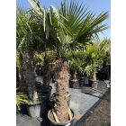 Kínai kenderpálma (100-140 cm törzs)