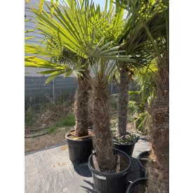 Kínai kenderpálma (220-260 cm magas) Kínai kenderpálma (220-260 cm magas)