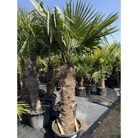 Kínai kenderpálma (100-140 cm törzs)