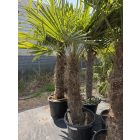 Kínai kenderpálma (100-140 cm törzs)