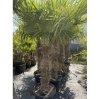 Kínai kenderpálma (100-140 cm törzs)
