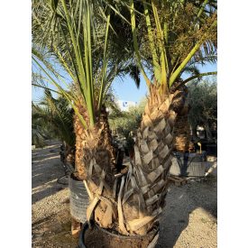 Sabal palmetto (nagy dupla törzs) Sabal palmetto (nagy dupla törzs)