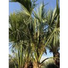 Sabal palmetto (nagy dupla törzs)