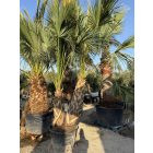 Sabal palmetto (nagy dupla törzs)