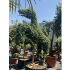 Ágaskodó Ló forma / Ligustrum Jonandrum (180 cm)