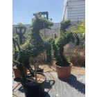 Ágaskodó Ló forma / Ligustrum Jonandrum (180 cm)