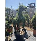 Ágaskodó Ló forma / Ligustrum Jonandrum (180 cm)