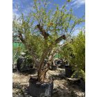 Gránátalma (250-300 cm magas)