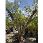 Gránátalma (250-300 cm magas)