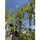 Gránátalma (250-300 cm magas)