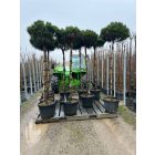 Pinus Nigra "Brepo" (220 cm)