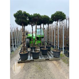 Pinus Nigra "Brepo" (220 cm)